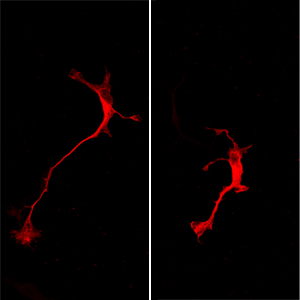 Neurons