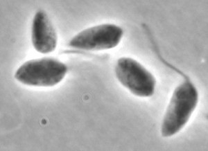 Leishmania braziliensis
