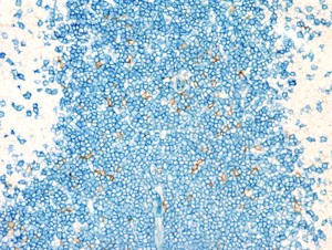 Cells