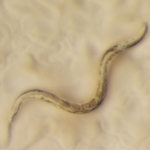 C. elegans