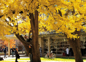 ginkgo trees