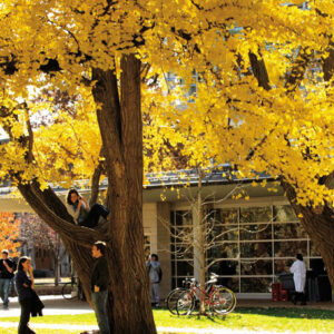 ginkgo trees