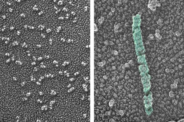 Evolution provides clue to blood clotting