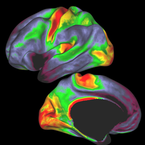 Brain myelin maps