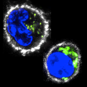 Immune cells