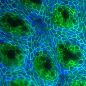 Gut lining