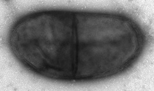 bacterium