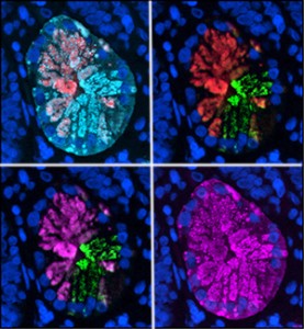 Injured cells and the mindbomb gene