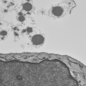 Fibrils outside nerve cell