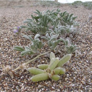 Tidestrom’s lupine