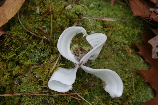 Frost flowers will bloom soon