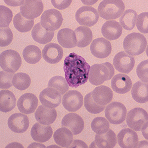 Malaria parasite