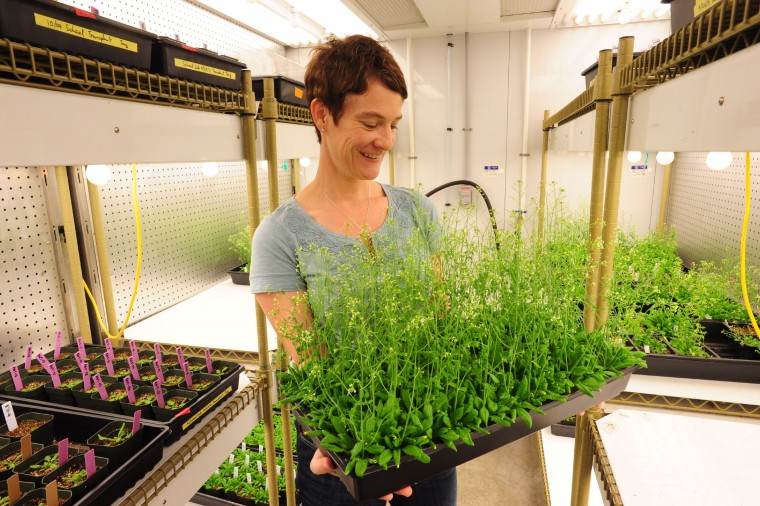 Elizabeth Haswell, plant biologist, holding tray of thale cress