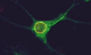 Brain cell receptors