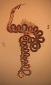 Parasite