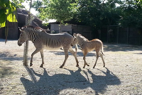 Baby zebra is latest success in university-zoo research partnership