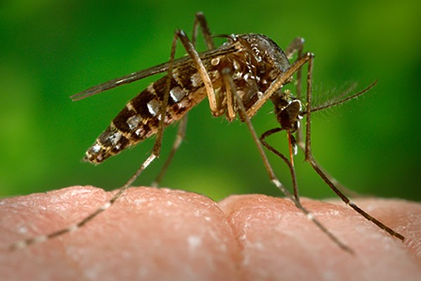 Shared symptoms of Chikungunya virus, rheumatoid arthritis may cloud diagnosis