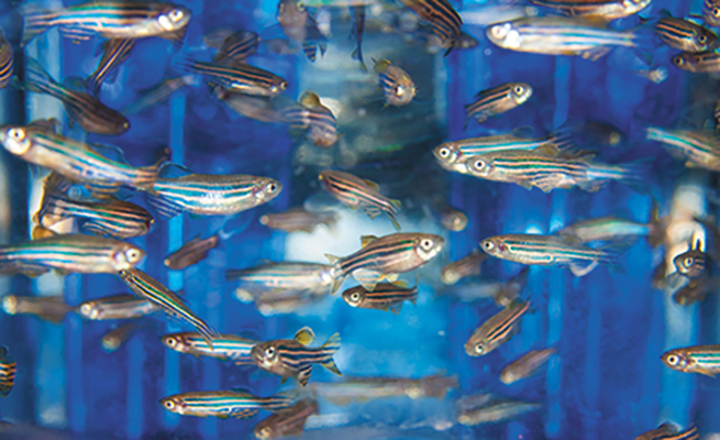 Zebrafish