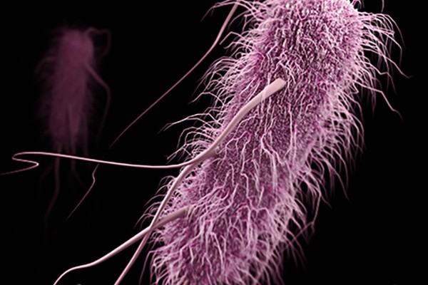 Common bacteria on verge of becoming antibiotic-resistant superbugs