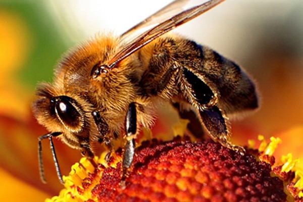 Manganese speeds up honey bees