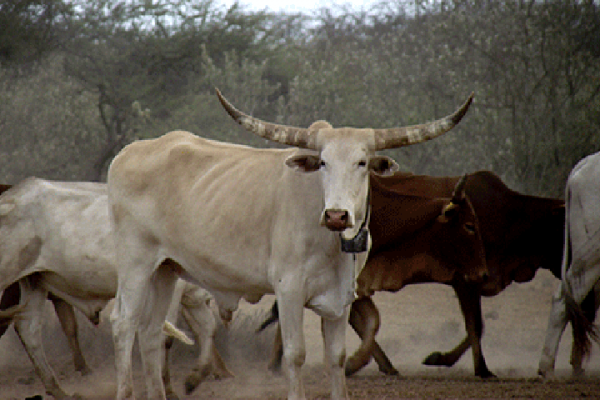 Ancient Africans used ‘no fly zones’ to bring herds south