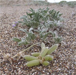 Coastal lupine