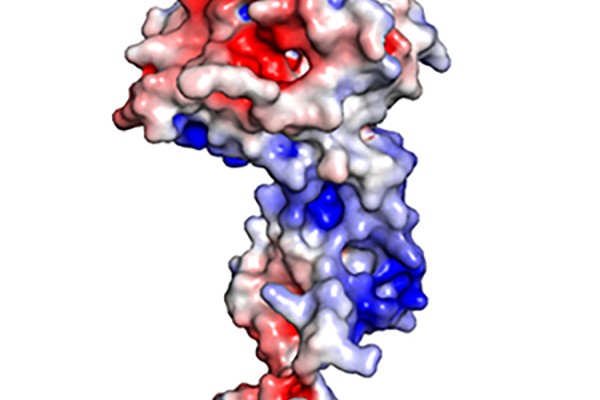 New Ebola study points to potential drug target