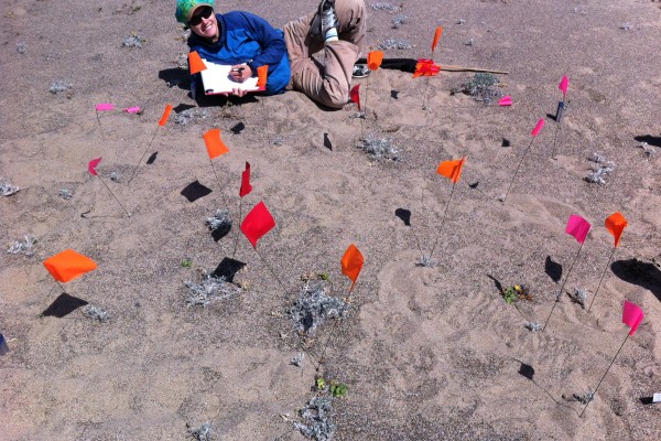 Rare dune plants thrive on disturbance​​​