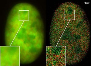 super fluor bone cell