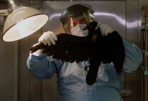 Pathologist examining dead crow