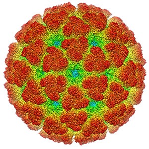 Chikungunya image