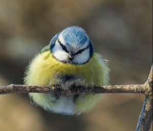 Fluffed up bird.