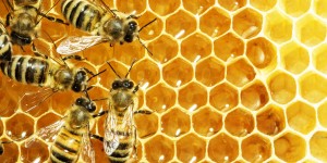 Bees in a honeycomb