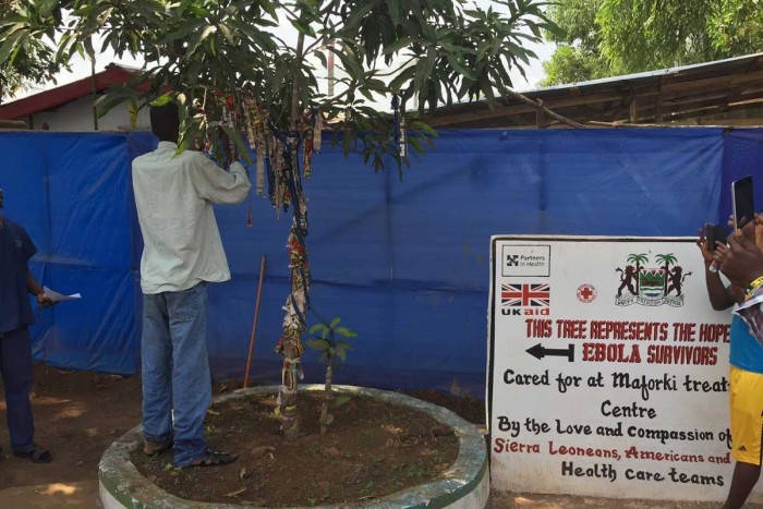 An Ebola survivor ties a ribbon to a “Survivor’s Tree” in Port Loko, Sierra Leone, in 2015. When patients tested negative for Ebola and were discharged from treatment, they tied ribbons to the tree to celebrate and to show their communities they were no longer sick or contagious. Researchers who treated Ebola-infected children in Sierra Leone have developed a set of guidelines aimed at improving the treatment of children with Ebola. Such children, particularly those under age 5, faced a high risk of death in the outbreak.