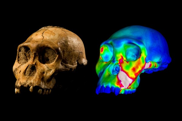 The jaws of a nutcracker? Not this human ancestor