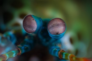 The eyes of a mantis