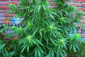 Marijuana plants
