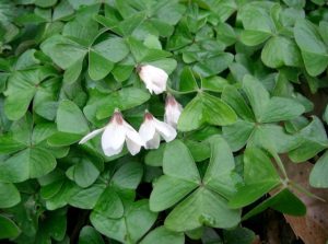 Oxalis griffithii, the false shamrock