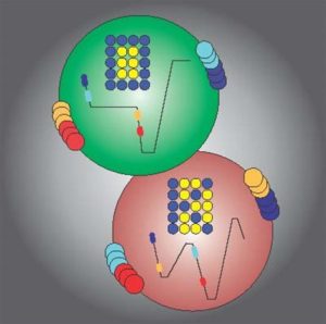 A global control signal is capable of selectively steering the complex chemical reaction into chosen spatial patterns, in this example, between shapes of letters "O" and "K" (in blue).