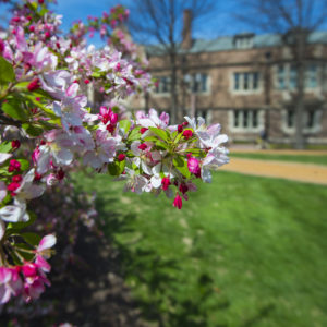 March 29, 2016 proved to be a pretty spectacular day on the Danforth Campus, as evidenced by these flowering trees north of the Gingko Walk.