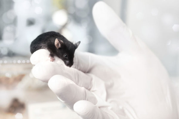 Exposure to routine viruses makes mice better test subjects