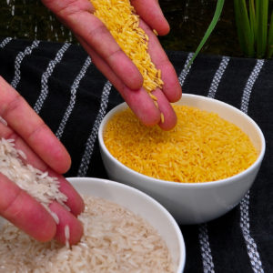 Golden Rice