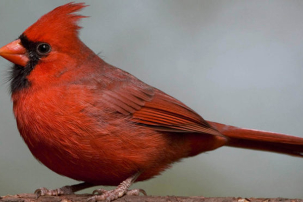 How did cardinals get those bright red feathers?