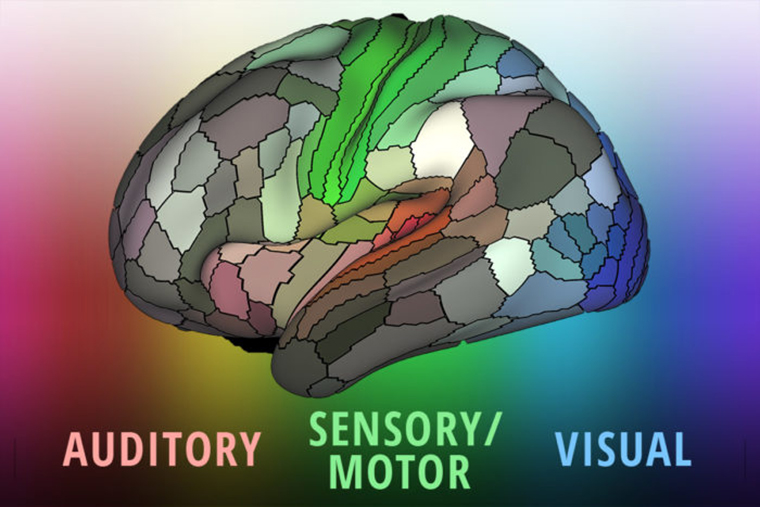 Map provides detailed picture of how the brain is organized - The ...