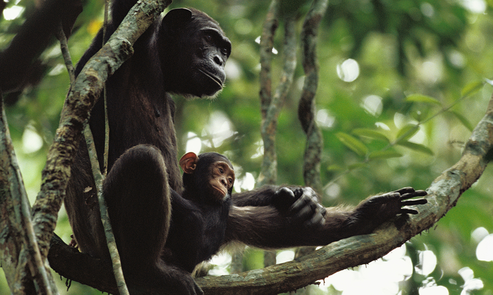 Wild chimpanzee youngster with adult.