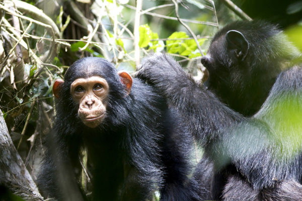 Wild chimpanzee mothers teach young to use tools