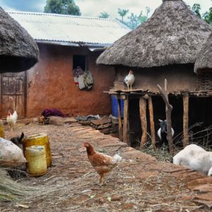 Chickens in Ethiopian village