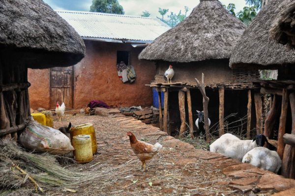 How the chicken crossed the Red Sea