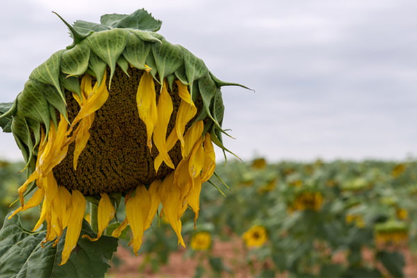 Mutant plants reveal temperature sensor