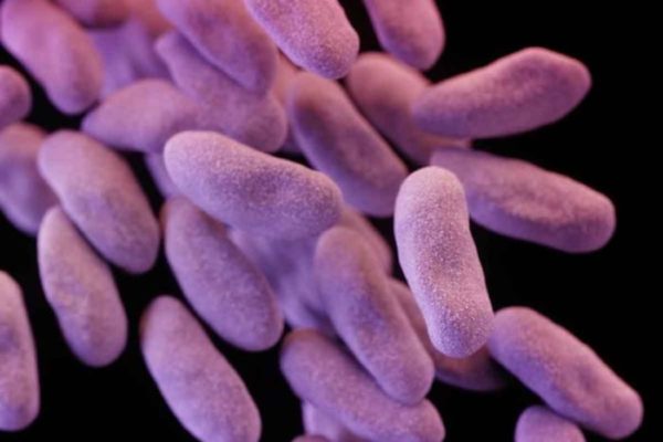 $2 million awarded to help prevent antibiotic resistance